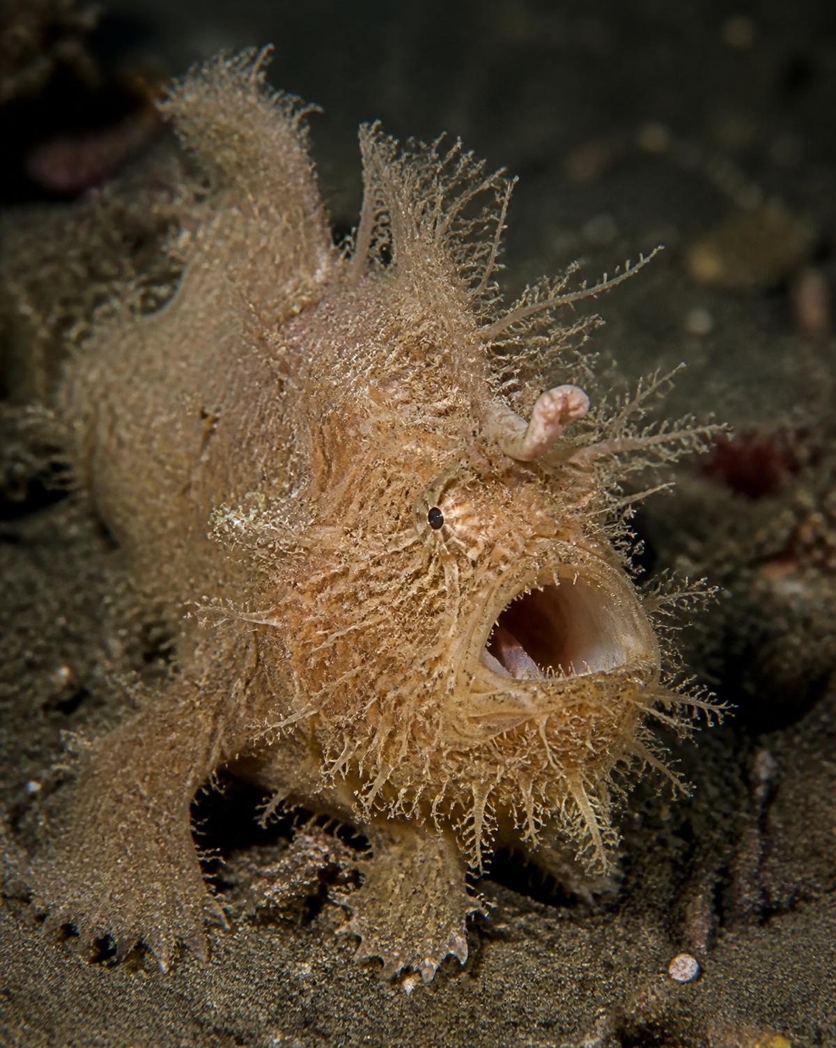 Frogfish — underwater photograph