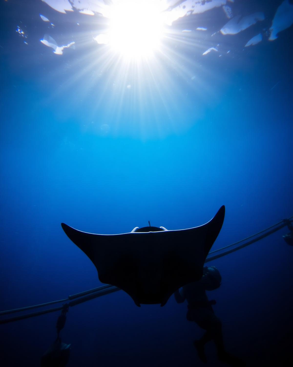 Manta Rays — underwater photograph