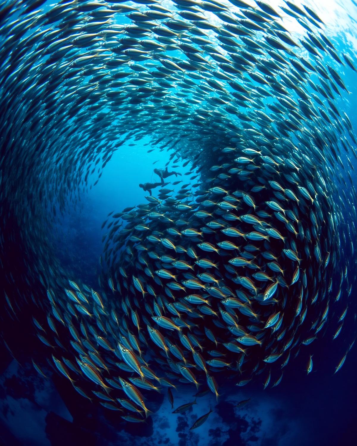 Schools of Fish — underwater photograph